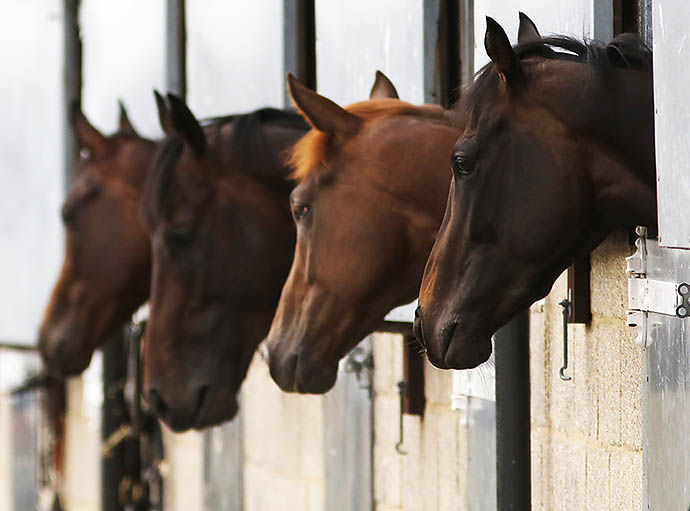 Дорогостоящая конюшня Олега Дерипаски