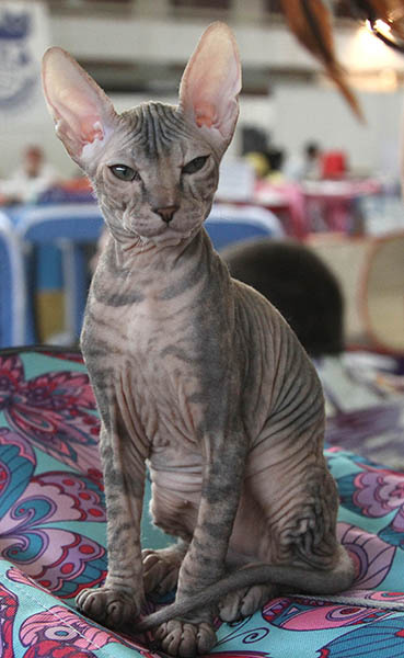 Выставка кошек Выставка кошек