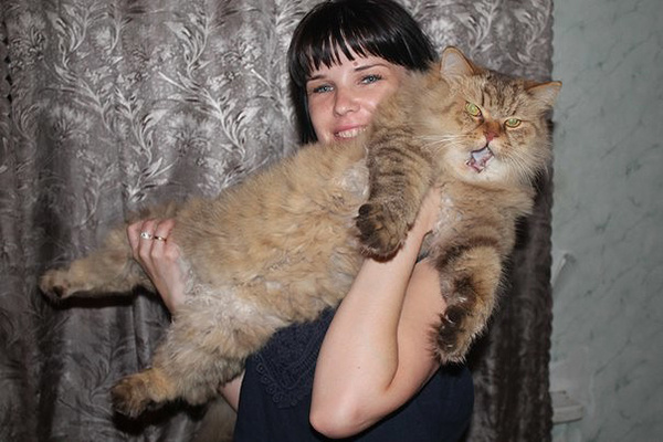 смешные кошки смешные кошки