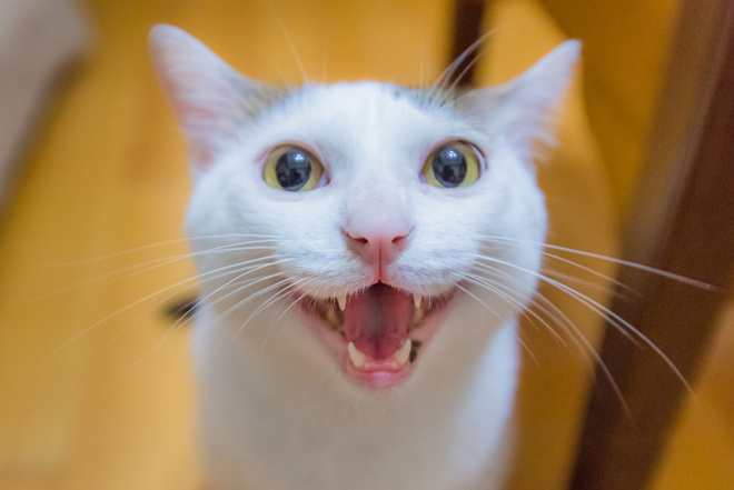 Кошка просит кота кошка просит кота