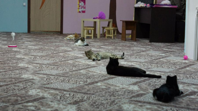 йога с котами йога с котами