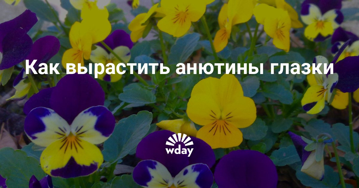 Посадка и уход за виолой Посадка и уход за виолой