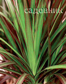 Marginata Magenta (Драцена окаймленная) Marginata Magenta (Драцена окаймленная)