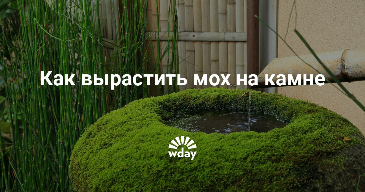 Виноград сорт память хирурга фото Виноград сорт память хирурга фото