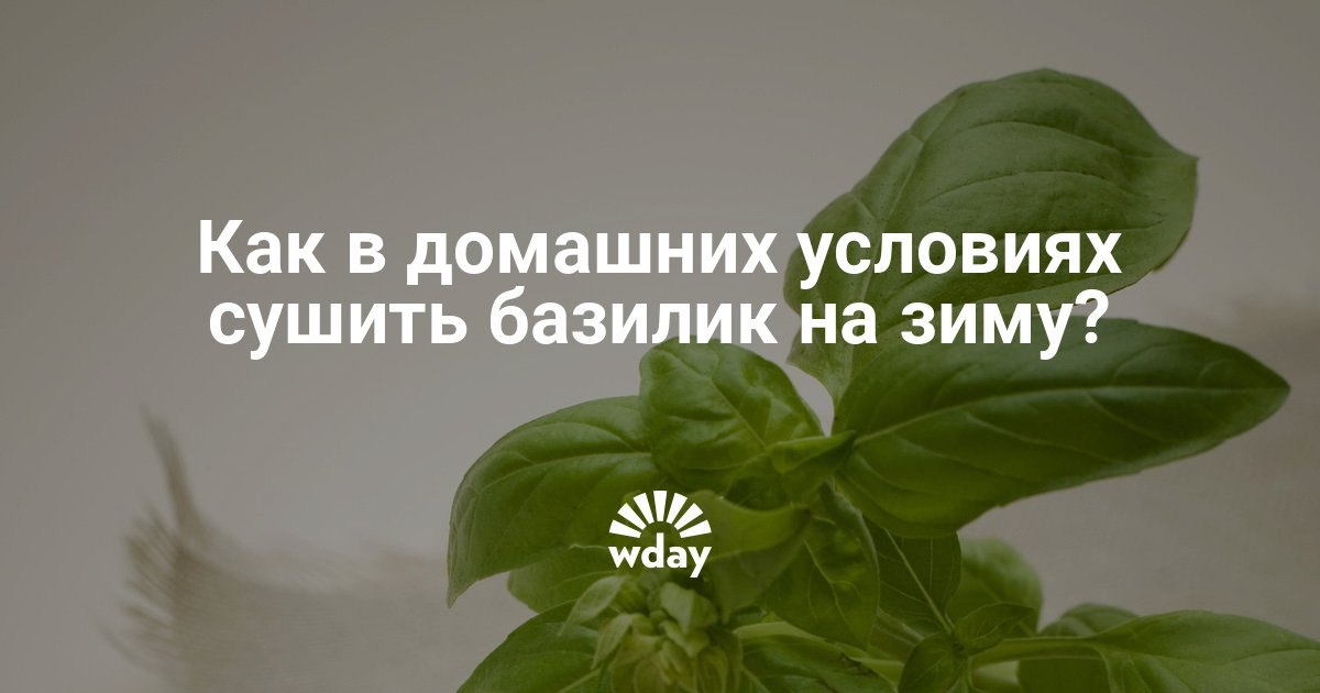 Когда сушить базилик в домашних условиях Когда сушить базилик в домашних условиях