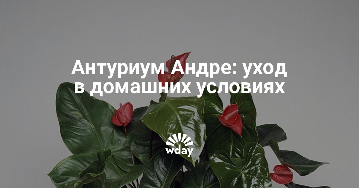 Антуриум андр чемпион уход Антуриум андр чемпион уход