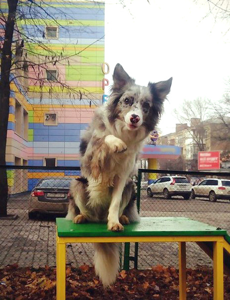 День собак бордер колли
