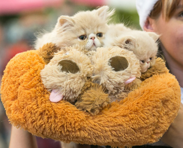 Новогодние костюмы для кошек Новогодние костюмы для кошек, фото