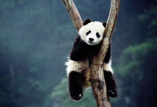 Милота дня: самые смешные падения панд собрали в одном видео
