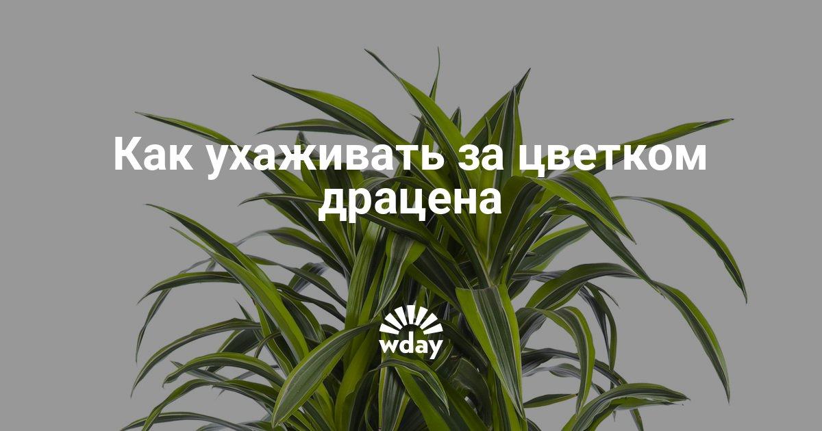 Цветок драцена и как за ним ухаживать Цветок драцена и как за ним ухаживать