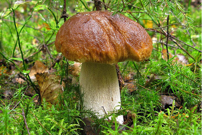 Белый гриб описание и фото