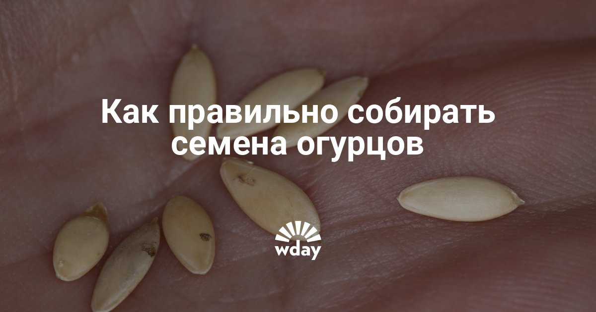 Лучшие семена огурцов: фото и голландские семена. Как собрать Су-джок-терапия в домашних условиях: простые и эффективные