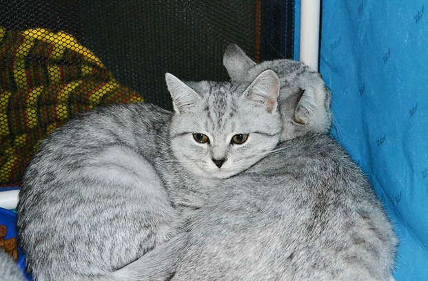 ярмурка кошек в Иркутске