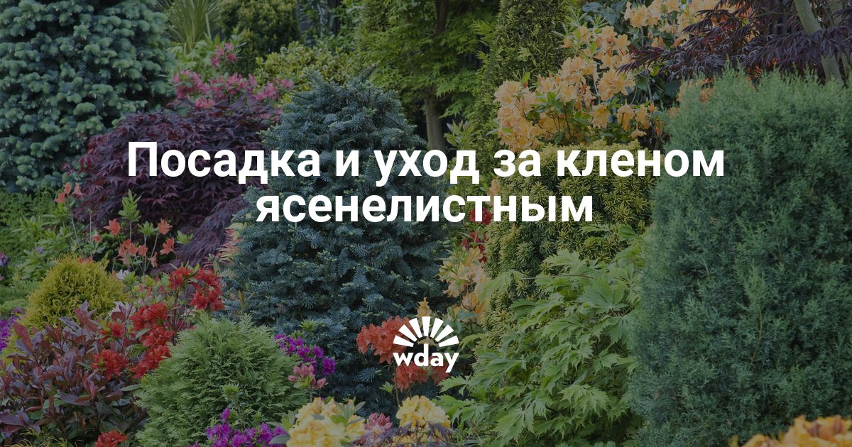 Посадка и уход за кленом Посадка и уход за кленом