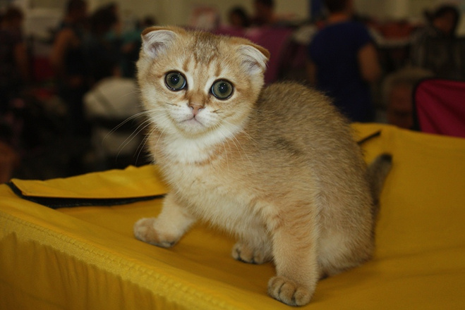 Кличка модная для котенка Кличка модная для котенка