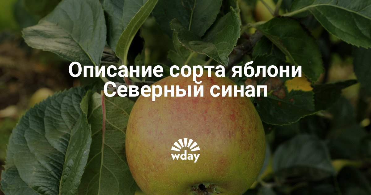 Описание сорта сорт яблок северный синап Описание сорта сорт яблок северный синап