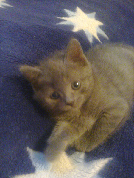 смешные кошки смешные кошки