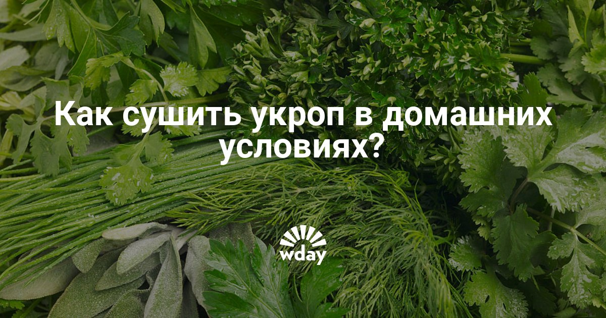 Как засушить зелень в домашних условиях 573 Как засушить зелень в домашних условиях 799