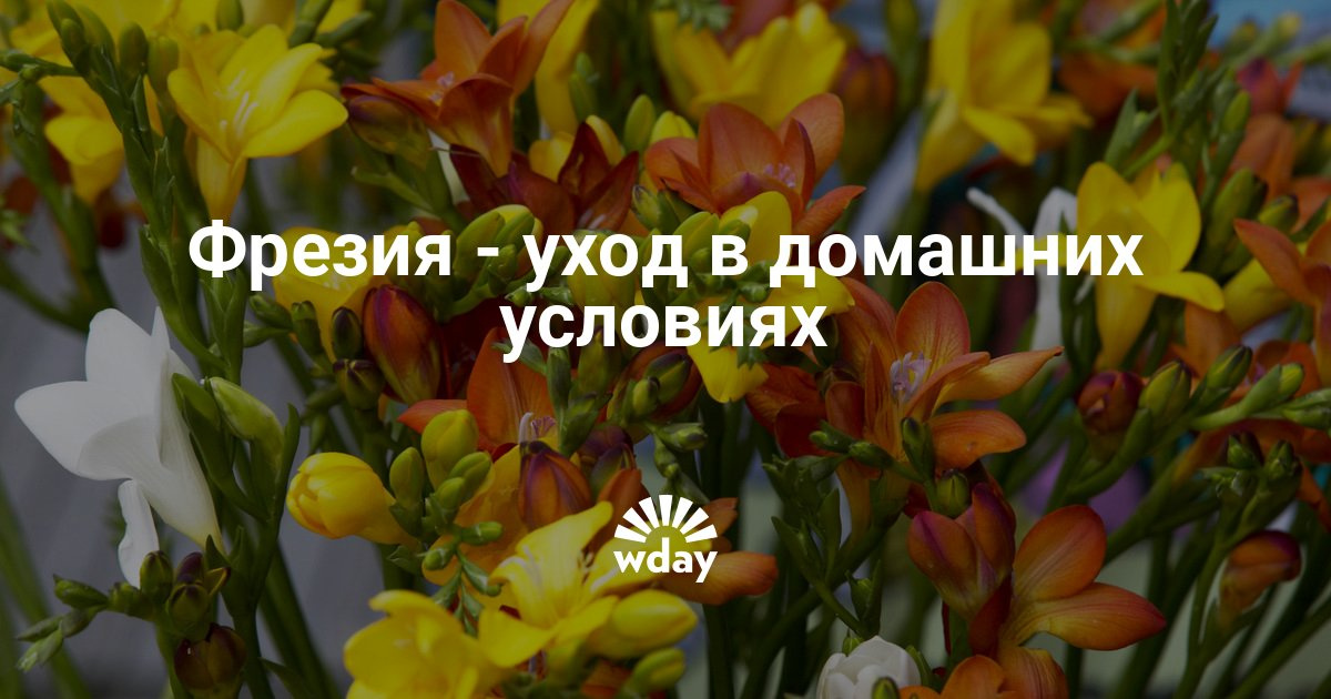 Цветы фрезия: фото, посадка в грунт и выращивание в домашних Цветок фрезия посадка и уход, фото выращивания в открытом