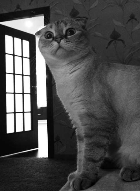Кошки звезд