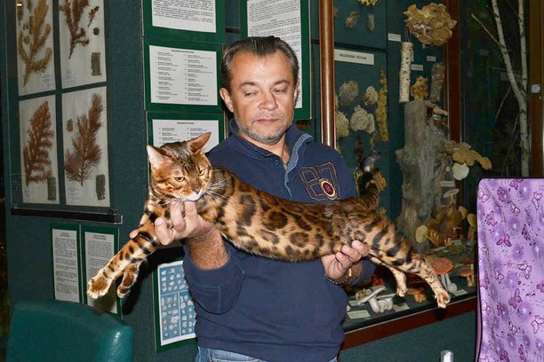 ярмурка кошек в Иркутске