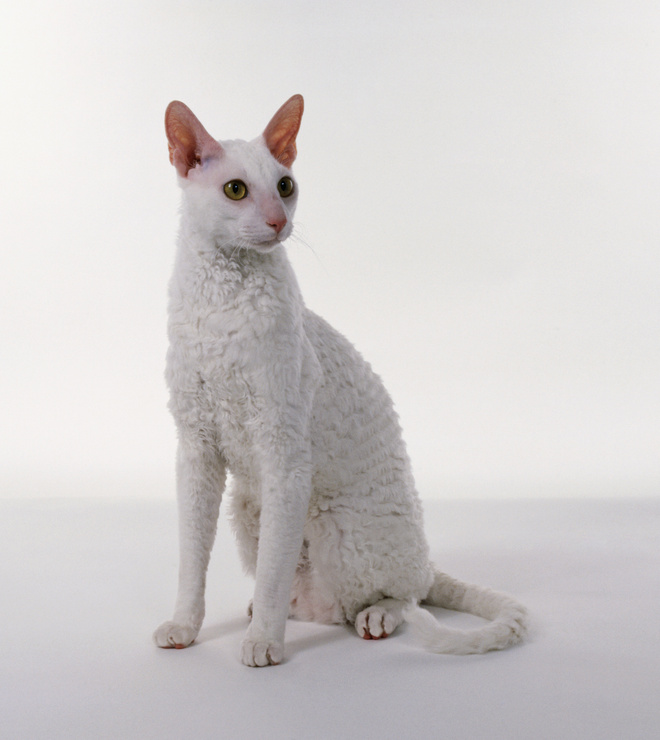 Кошка корниш рекс кошка корниш рекс