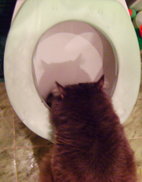 Без кота и жизнь не та, котики, Тольятти самые милые и забавные коты Тольятти