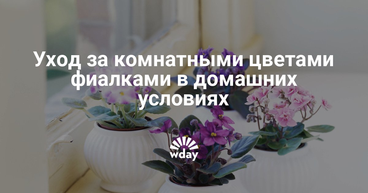 Уход за цветами фиалки в домашних условиях Уход за цветами фиалки в домашних условиях