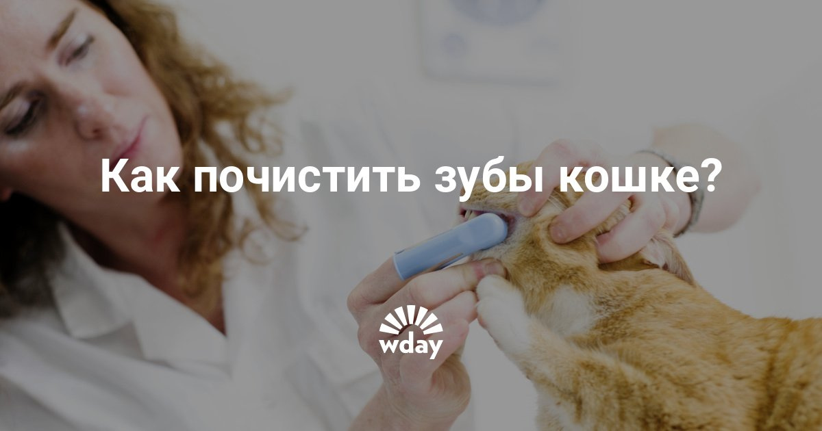 Как коту почистить зубы в домашних условиях видео Как коту почистить зубы в домашних условиях видео