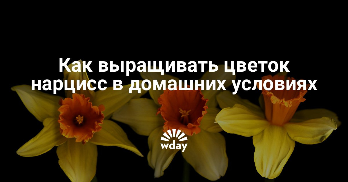 Как вырастить нарциссы в домашних условиях из семян 389