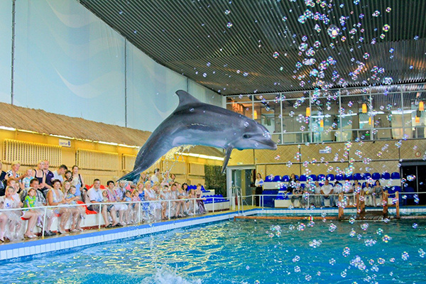 дельфинарий в Тольятти дельфинарий в Тольятти, aqua show