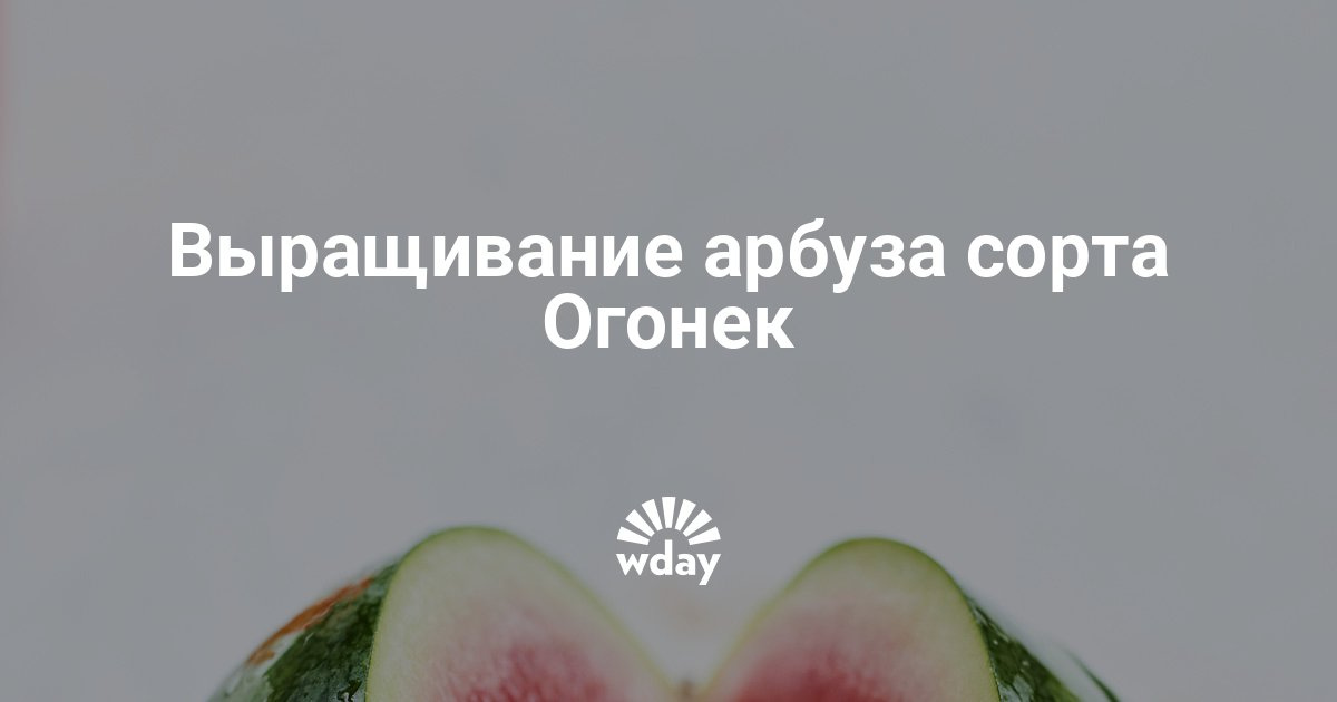 Выращивание арбуза сорта огонёк 49