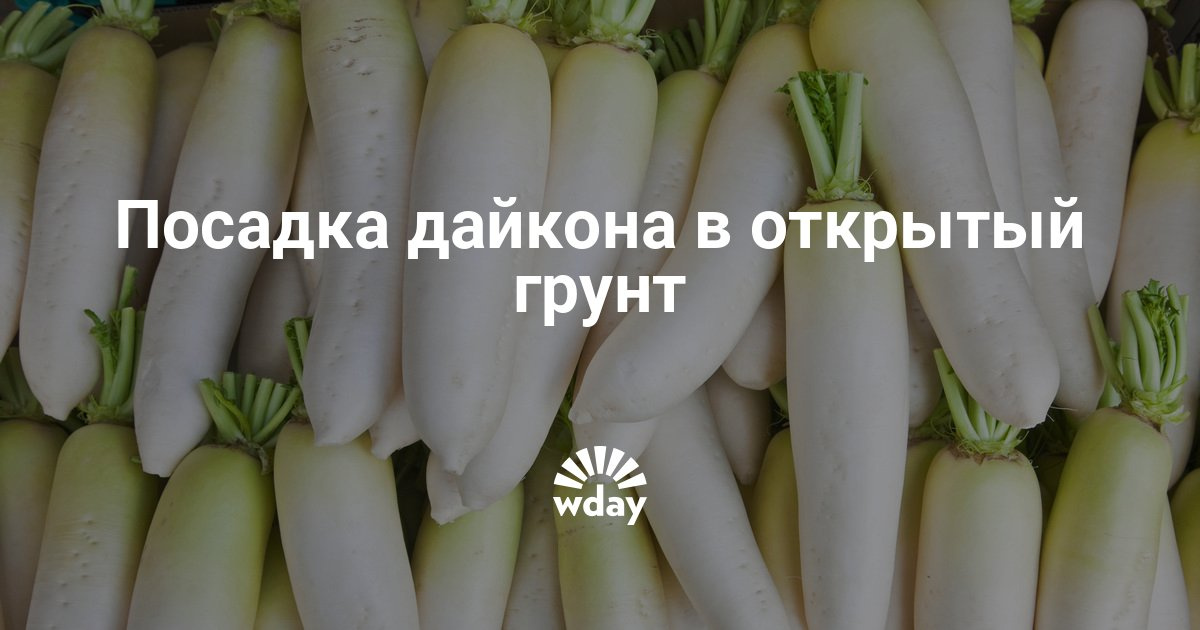 Дайкон даша выращивание 54