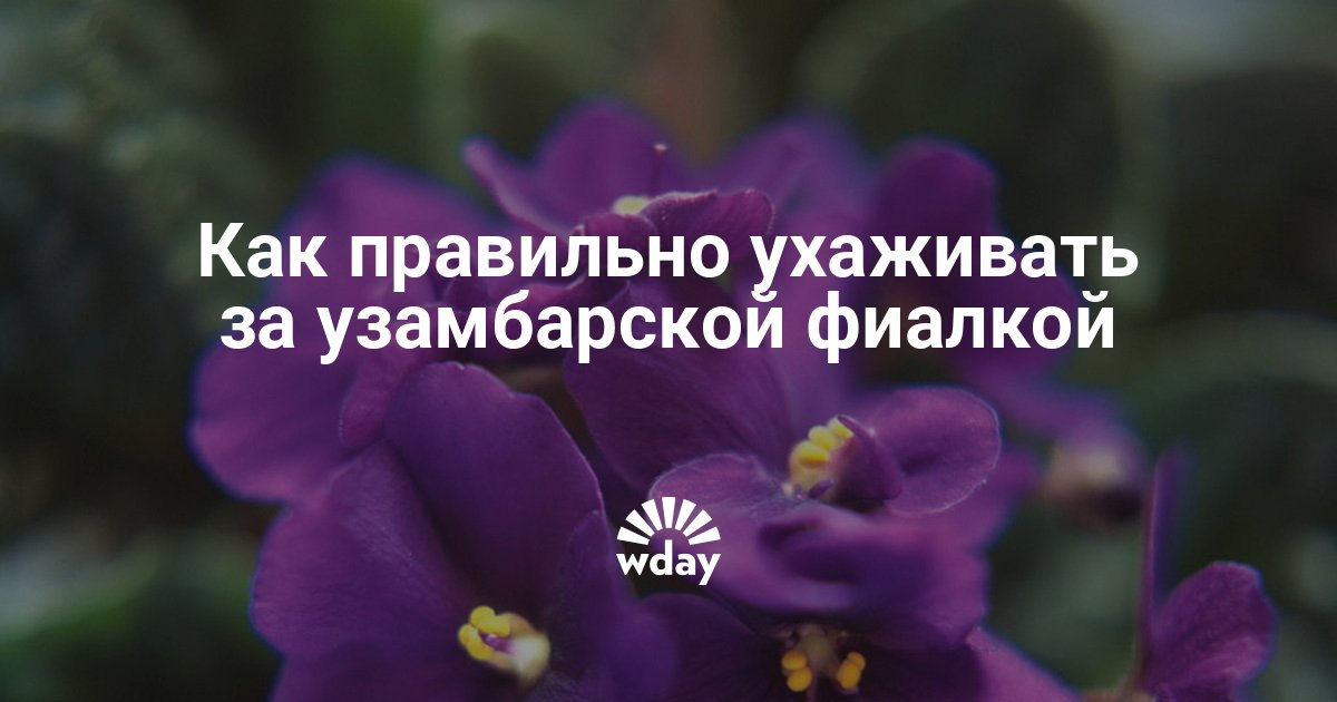 Секреты выращивания фиалок узамбарских 68