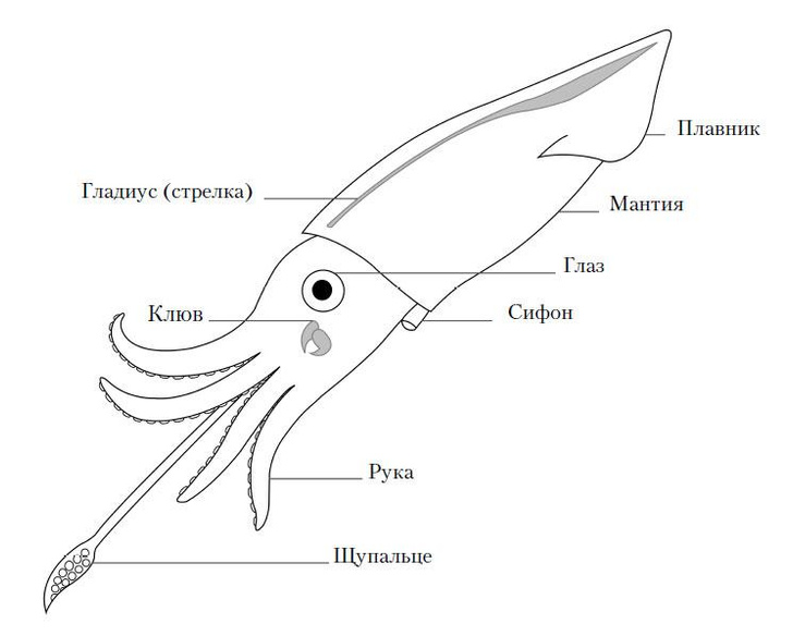 Плавучие протеиновые батончики: удивительные свойства кальмаров, которые сыграли с ними злую шутку