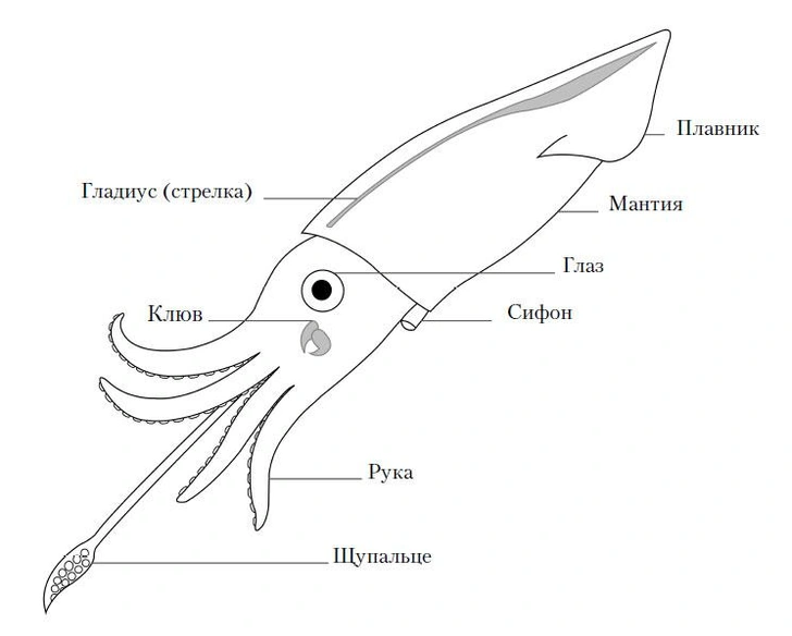 Рис. 1.2. Тело кальмара на человеческий взгляд кажется нелепым: руки крепятся к голове, плавники с противоположной стороны, не говоря о присосках и сифоне, похожем на сопло, но для кальмара такое строение вполне функционально | Источник: C. A. Clark / из книги Данны Стоф «Осьминоги, каракатицы, адские вампиры»