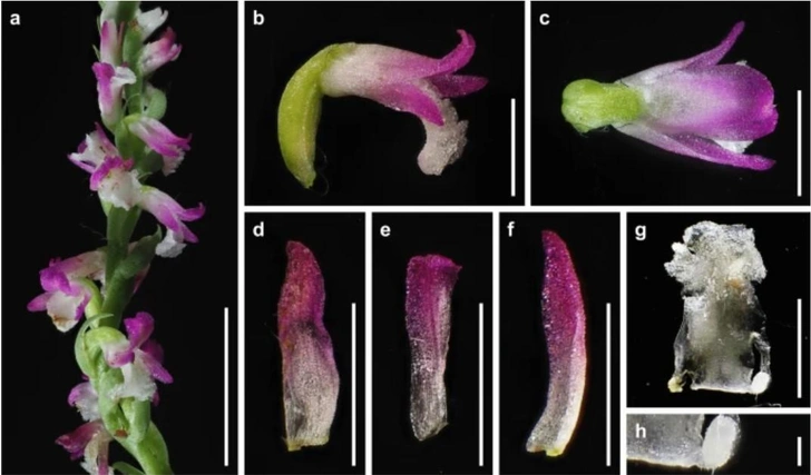 Скрытая у всех на виду: дотошные японские ученые открыли новый вид орхидей | vokrugsveta.ru