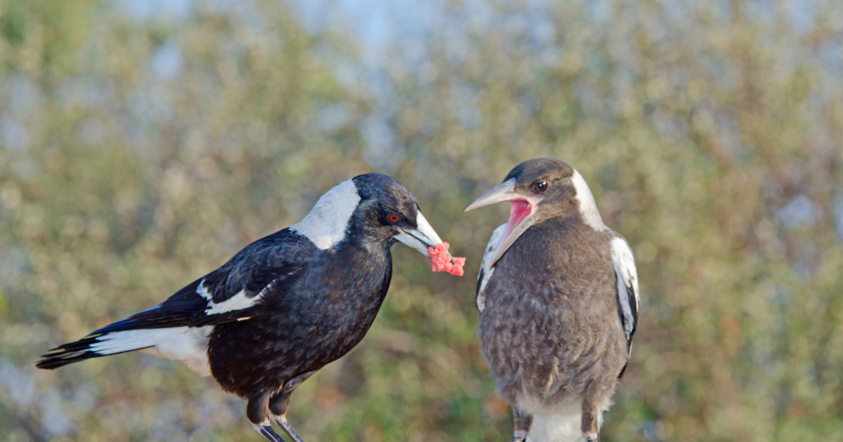 Free Images : nature, branch, wildlife, beak, fauna, australia, vertebrate, kook
