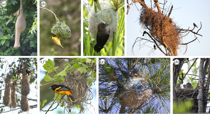Зачем некоторые птицы строят вытянутые гнезда-лабиринты? Рассказывают орнитологи