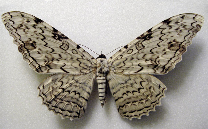 Крылатая дюжина: посмотрите на самых необычных бабочек мира