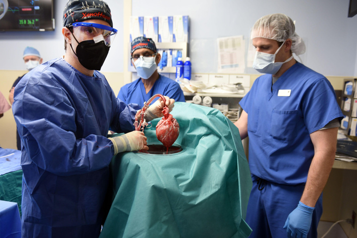 Прожил два месяца: хирурги рассказали, почему сердце свиньи не прижилось у человека