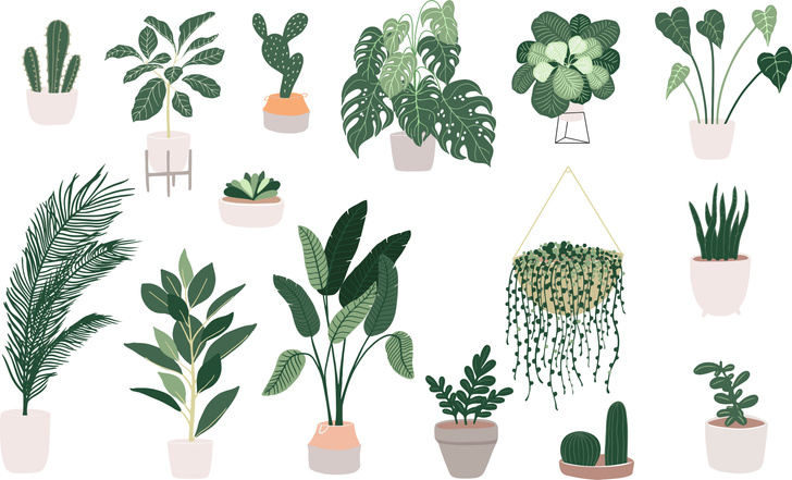 Тест: какое комнатное растение идеально вам подходит?