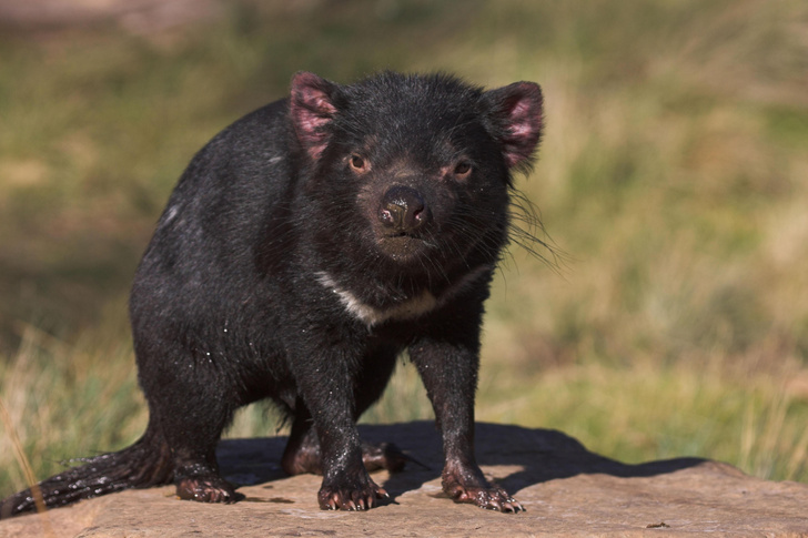 Дьявол во плоти: как живет неистовый тасманийский хищник