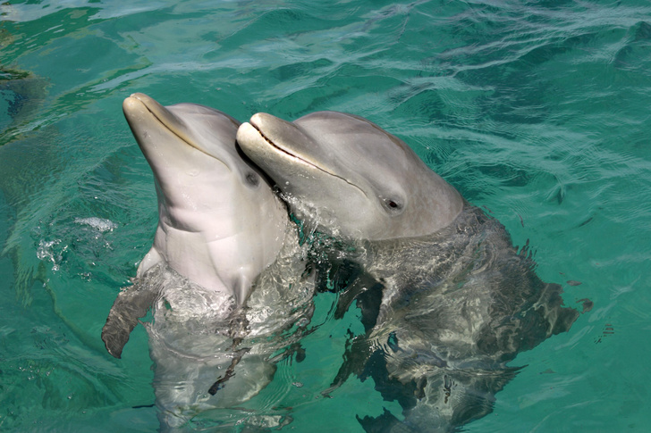 Мама рядом: раскрыт секрет общения самок дельфинов с детенышами