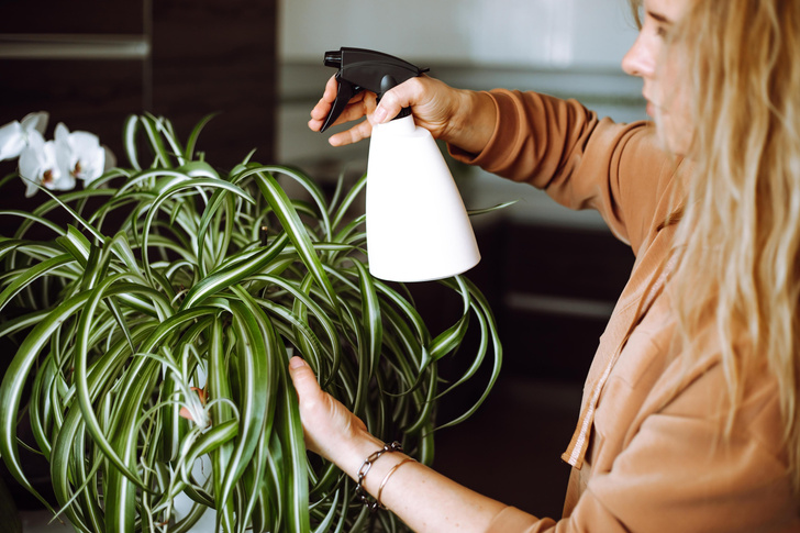Эти 5 комнатных растений сделают жизнь лучше: спасут от пыли, остановят плесень и избавят от аллергии