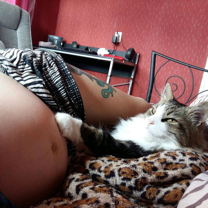 Кровать для котика 
