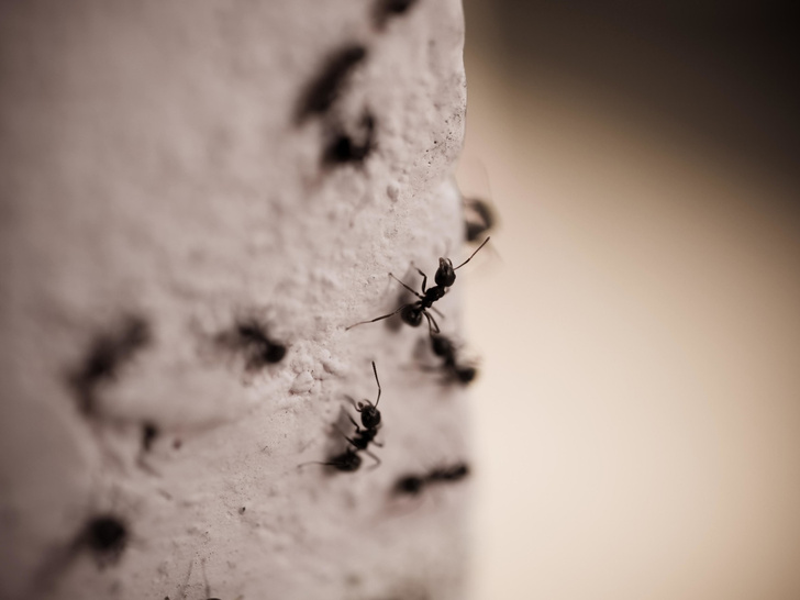 Клоуны на похоронах и охотники за муравьями: 7 самых безумных профессий из прошлого, о которых вы не знали