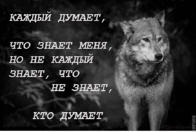 Фото №2 - Тест: отличи настоящую «пацанскую» цитату от цитаты из мема про волков