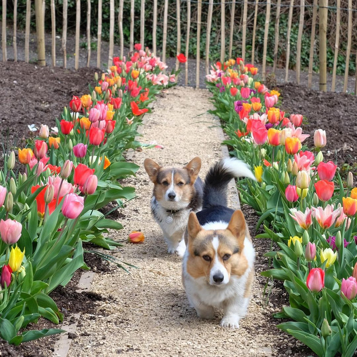 Вопросы читаталей: когда сажать тюльпаны к 8 марта?