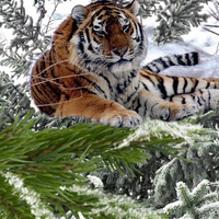 Аватарка IrKat_06